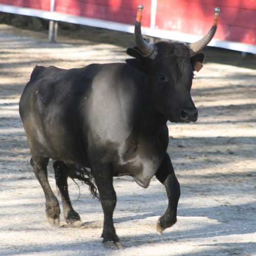 tauraux